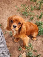 Edward, a male Cavalier King Charles Spaniel for sale in Pomona, CA – 3 of 10