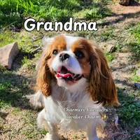 AKC Teddy, a male Cavalier King Charles Spaniel for sale in Pomona, CA – Photo 5 of 5