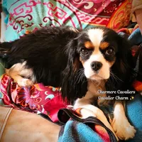 AKC Teddy, a male Cavalier King Charles Spaniel for sale in Pomona, CA – Photo 3 of 5