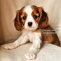 AKC Teddy, a male Cavalier King Charles Spaniel for sale in Pomona, CA – Photo 2 of 5