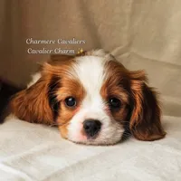 AKC Teddy, a male Cavalier King Charles Spaniel for sale in Pomona, CA – Photo 1 of 5
