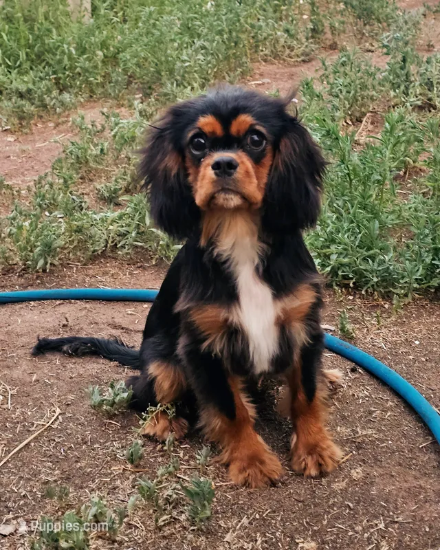 Kingsley – Cavalier King Charles Spaniel puppy for sale in Pomona, CA