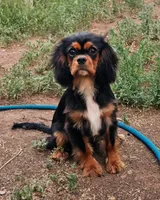 Kingsley, a male Cavalier King Charles Spaniel for sale in Pomona, CA – 1 of 10