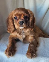 Edward, a male Cavalier King Charles Spaniel for sale in Pomona, CA – Photo 4 of 7