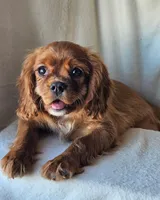 Edward, a male Cavalier King Charles Spaniel for sale in Pomona, CA – Photo 3 of 7