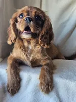 Edward, a male Cavalier King Charles Spaniel for sale in Pomona, CA – Photo 2 of 7