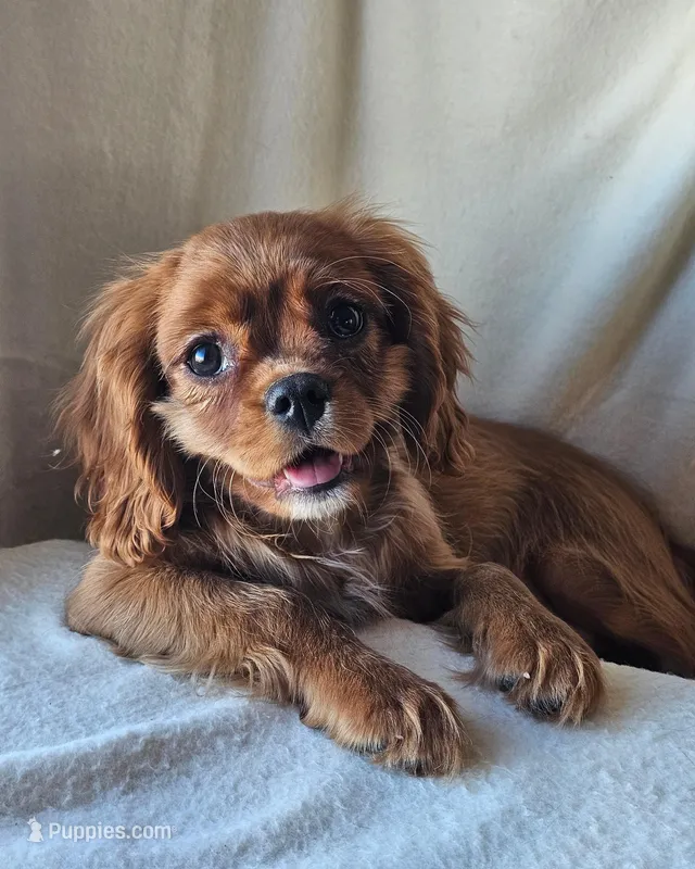 Edward – Cavalier King Charles Spaniel puppy for sale in Pomona, CA