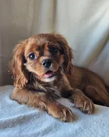 Edward, a male Cavalier King Charles Spaniel for sale in Pomona, CA – Photo 1 of 7