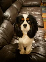 Edward, a male Cavalier King Charles Spaniel for sale in Pomona, CA – 10 of 10