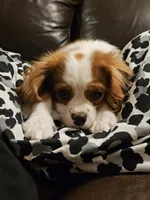 Theodore, a male Cavalier King Charles Spaniel for sale in Scottsdale, AZ – 5 of 8