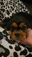 Kingsley, a male Cavalier King Charles Spaniel for sale in Pomona, CA – 3 of 10