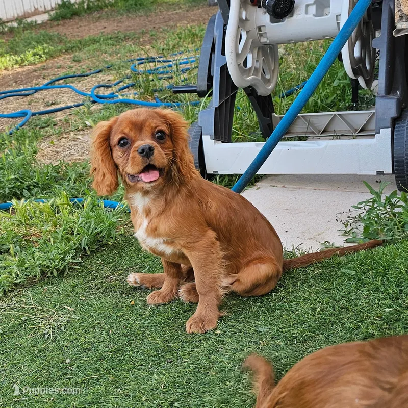 Toblerone  – Cavalier King Charles Spaniel puppy for sale in Pomona, CA