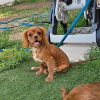 Toblerone , a male Cavalier King Charles Spaniel for sale in Pomona, CA – 1 of 10
