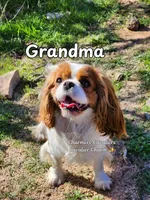 Kingsley, a male Cavalier King Charles Spaniel for sale in Pomona, CA – 9 of 10