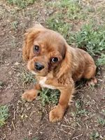 Toblerone , a male Cavalier King Charles Spaniel for sale in Pomona, CA – 4 of 10