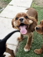 Hershey, a male Cavalier King Charles Spaniel for sale in Pomona, CA – 4 of 10