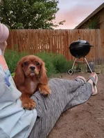 Edward, a male Cavalier King Charles Spaniel for sale in Pomona, CA – 2 of 10