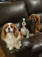 Hershey, a male Cavalier King Charles Spaniel for sale in Pomona, CA – 6 of 10