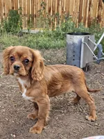 Toblerone , a male Cavalier King Charles Spaniel for sale in Pomona, CA – 2 of 10