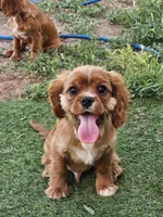 Hershey, a male Cavalier King Charles Spaniel for sale in Pomona, CA – 2 of 10