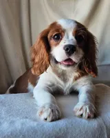 Frederick, a male Cavalier King Charles Spaniel for sale in Pomona, CA – Photo 2 of 6