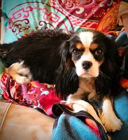 Frederick, a male Cavalier King Charles Spaniel for sale in Pomona, CA – Photo 4 of 6