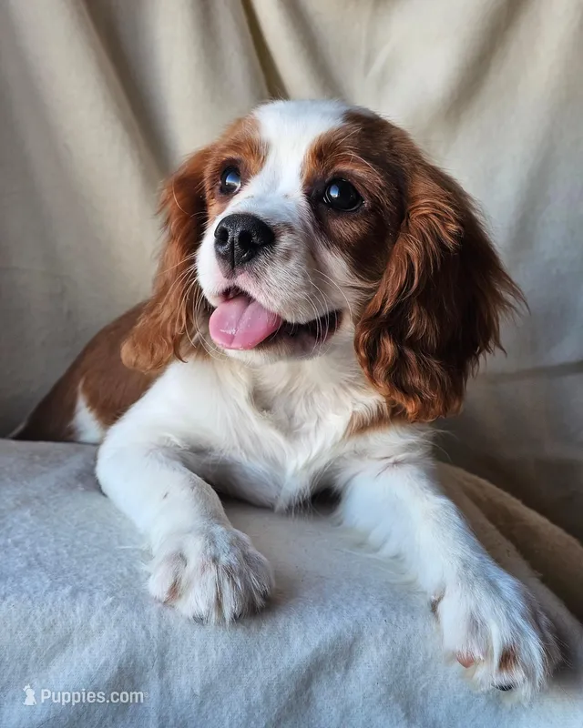 Frederick – Cavalier King Charles Spaniel puppy for sale in Pomona, CA
