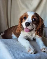 Frederick, a male Cavalier King Charles Spaniel for sale in Pomona, CA – Photo 3 of 6