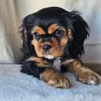 Kingsley, a male Cavalier King Charles Spaniel for sale in Pomona, CA – 6 of 10