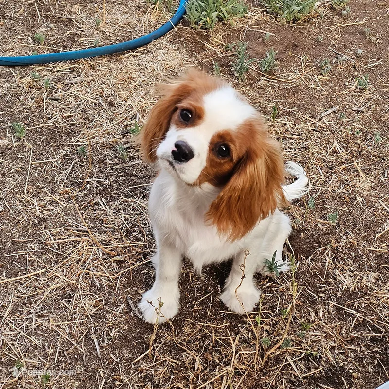 Theodore – Cavalier King Charles Spaniel puppy for sale in Scottsdale, AZ