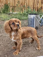 Toblerone , a male Cavalier King Charles Spaniel for sale in Pomona, CA – 5 of 10