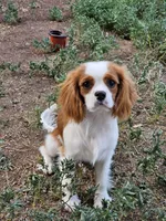 Theodore, a male Cavalier King Charles Spaniel for sale in Scottsdale, AZ – 6 of 8