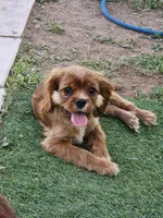Hershey, a male Cavalier King Charles Spaniel for sale in Pomona, CA – 3 of 10