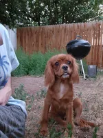 Edward, a male Cavalier King Charles Spaniel for sale in Pomona, CA – 4 of 10