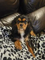 Kingsley, a male Cavalier King Charles Spaniel for sale in Pomona, CA – 4 of 10
