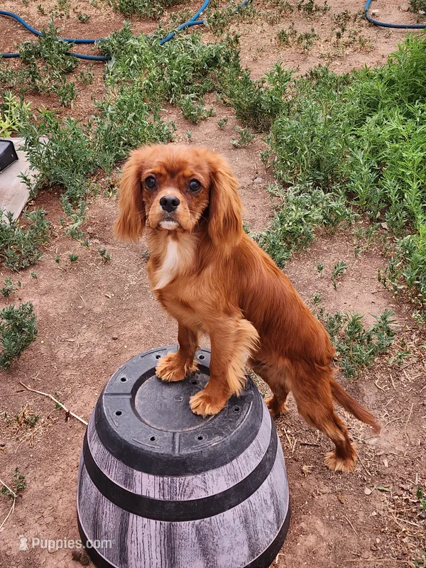 Edward – Cavalier King Charles Spaniel puppy for sale in Pomona, CA
