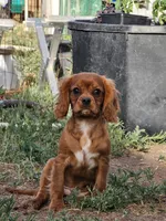 Toblerone , a male Cavalier King Charles Spaniel for sale in Pomona, CA – 3 of 10