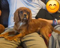 Edward, a male Cavalier King Charles Spaniel for sale in Pomona, CA – 5 of 10