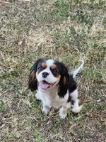 Kingsley, a male Cavalier King Charles Spaniel for sale in Pomona, CA – 7 of 10