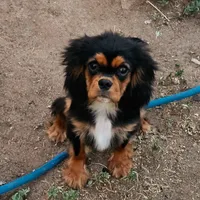 Kingsley, a male Cavalier King Charles Spaniel for sale in Pomona, CA – 2 of 10
