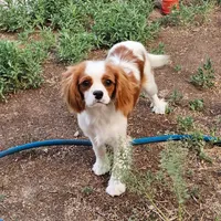 Theodore, a male Cavalier King Charles Spaniel for sale in Scottsdale, AZ – 4 of 8