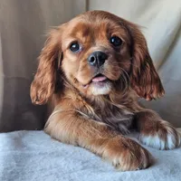 Alfred, a male Cavalier King Charles Spaniel for sale in Pomona, CA – Photo 1 of 6