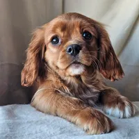 Alfred, a male Cavalier King Charles Spaniel for sale in Pomona, CA – Photo 2 of 6