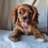 Alfred, a male Cavalier King Charles Spaniel for sale in Pomona, CA – Photo 3 of 6