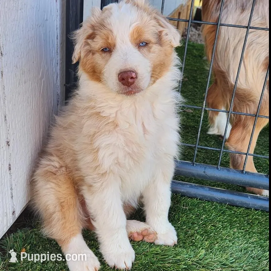 Yukon, a male Australian Shepherd for sale in Surprise, AZ – Photo 2 of 4