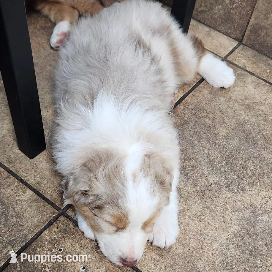 Yukon, a male Australian Shepherd for sale in Surprise, AZ – Photo 4 of 4