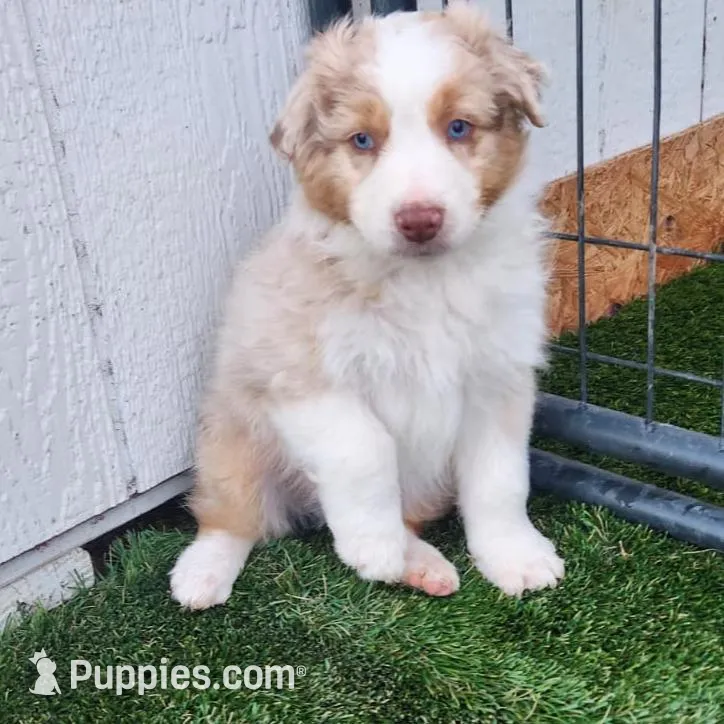 Yukon, a male Australian Shepherd for sale in Surprise, AZ – Photo 3 of 4