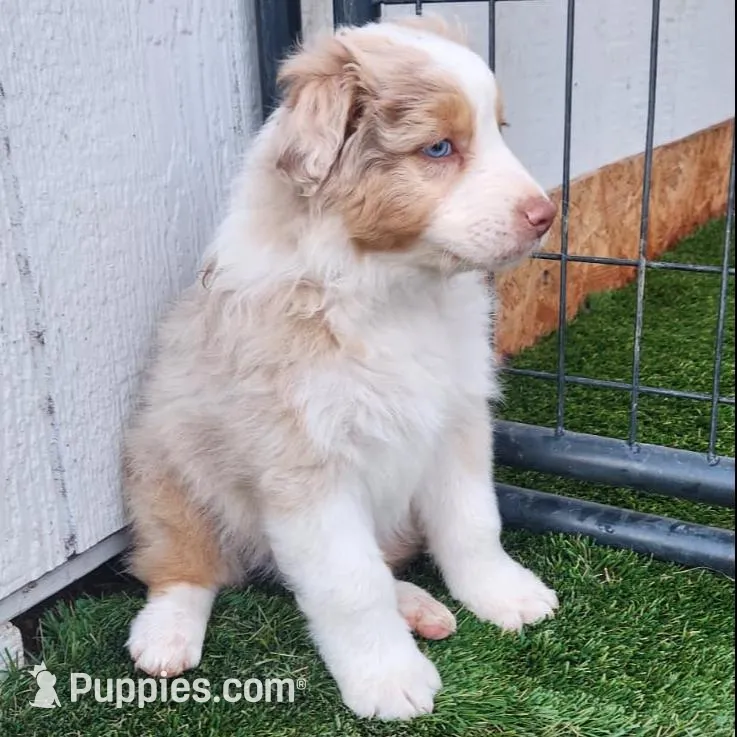 Yukon – Australian Shepherd puppy for sale in Surprise, AZ