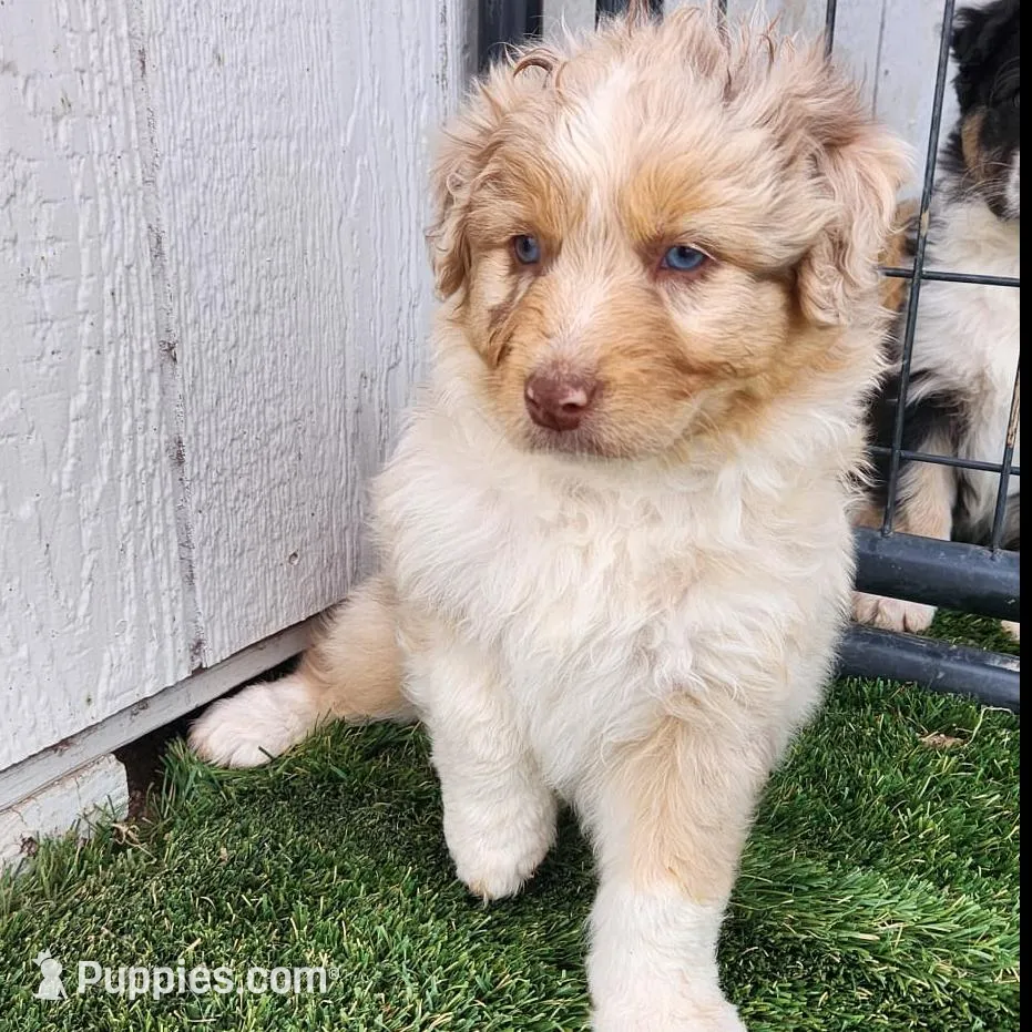 Aurora, a female Australian Shepherd for sale in Surprise, AZ – Photo 3 of 4