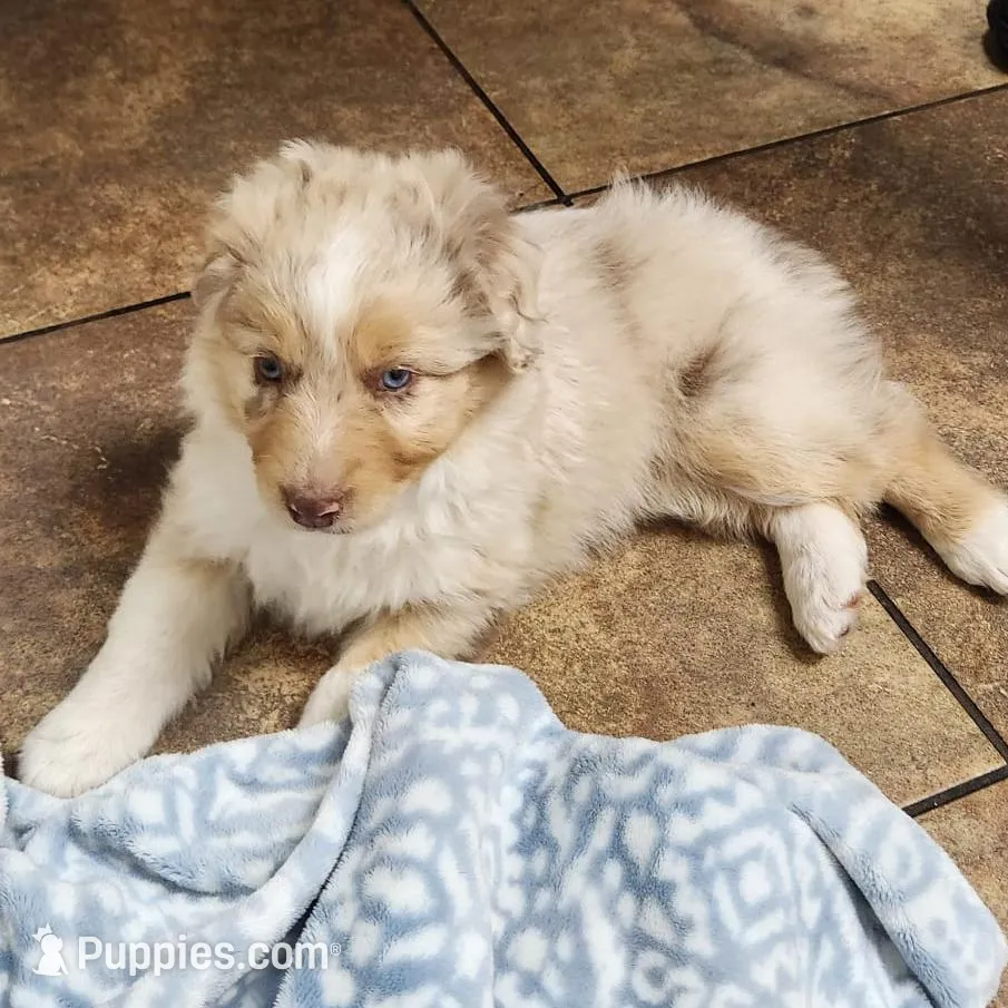 Aurora, a female Australian Shepherd for sale in Surprise, AZ – Photo 2 of 4